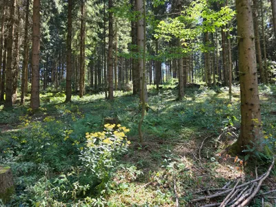 Grundstück kaufen in Rohrbach – 15 000 m² – Bild 23 von 59