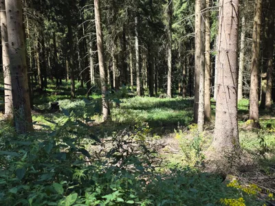 Grundstück kaufen in Rohrbach – 15 000 m² – Bild 22 von 59
