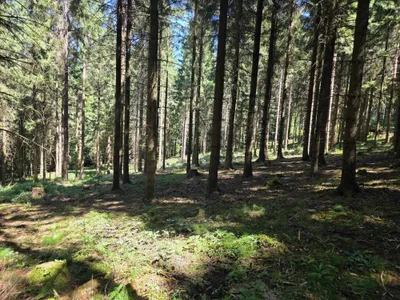 Grundstück kaufen in Rohrbach – 15 000 m² – Bild 14 von 59
