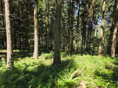 Grundstück kaufen in Rohrbach – 15 000 m² – Bild 51 von 59