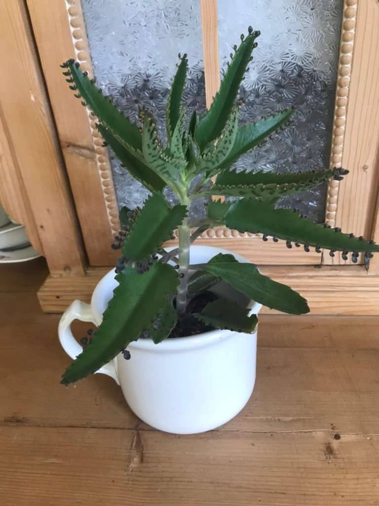 Brutblatt, Kalanchoe, Zimmerpflanze,  2,- (2340 Mdling) - willhaben