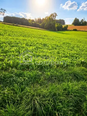 Immobilie kaufen in Wels-Land – € 659.000 – Bild 1 von 4