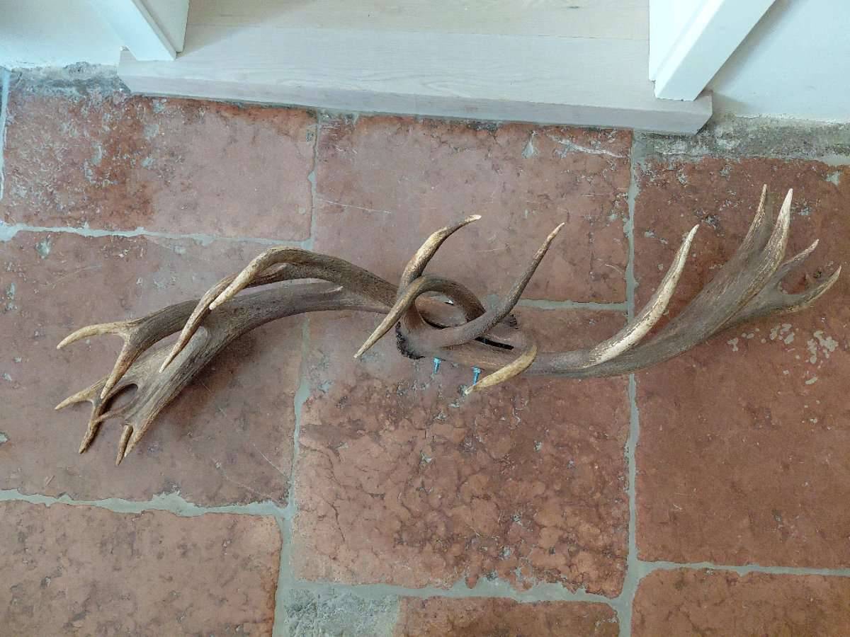Hirschgeweih/ Hirsch-Abwurfstangen, zwei Stück miteinander verschraubt