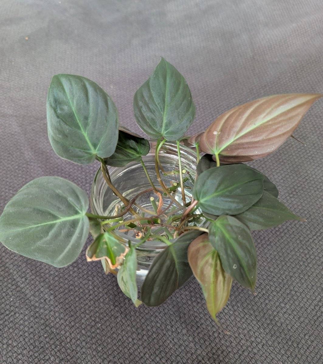 lonicera purple storm Lonicera Nit. Garden Clouds Purple Storm 3 Litre Pot — Grasslands Nursery