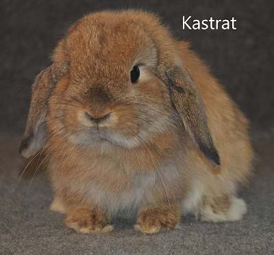 Mini Lop Kaninchen Hasen Widder ab sofort Käfig günstig newest dazu.