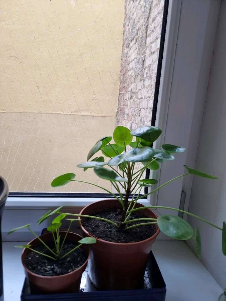 Ufopflanze Glckstaler Pilea Ableger Jungpflanze,  3,- (1090 Wien) -  willhaben