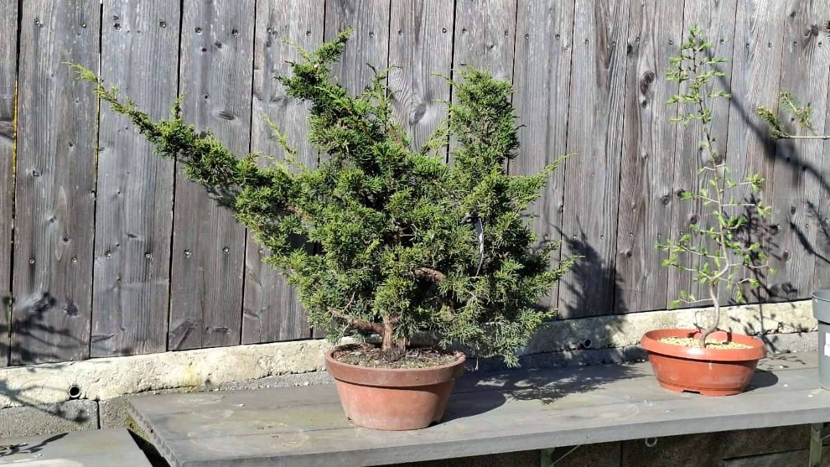 roter drachenbaum Drachenbaum Dracaena marginata Zimmerpflanze 17cm 70cm kaufen