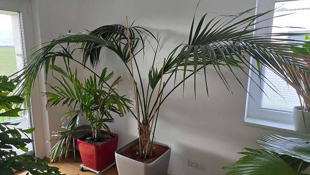 Kentia Palme - Howea forsteriana Zimmerpalme im Lechuza Topf  Bewsserungssystem,  20,- (2261 Angern an der March) - willhaben