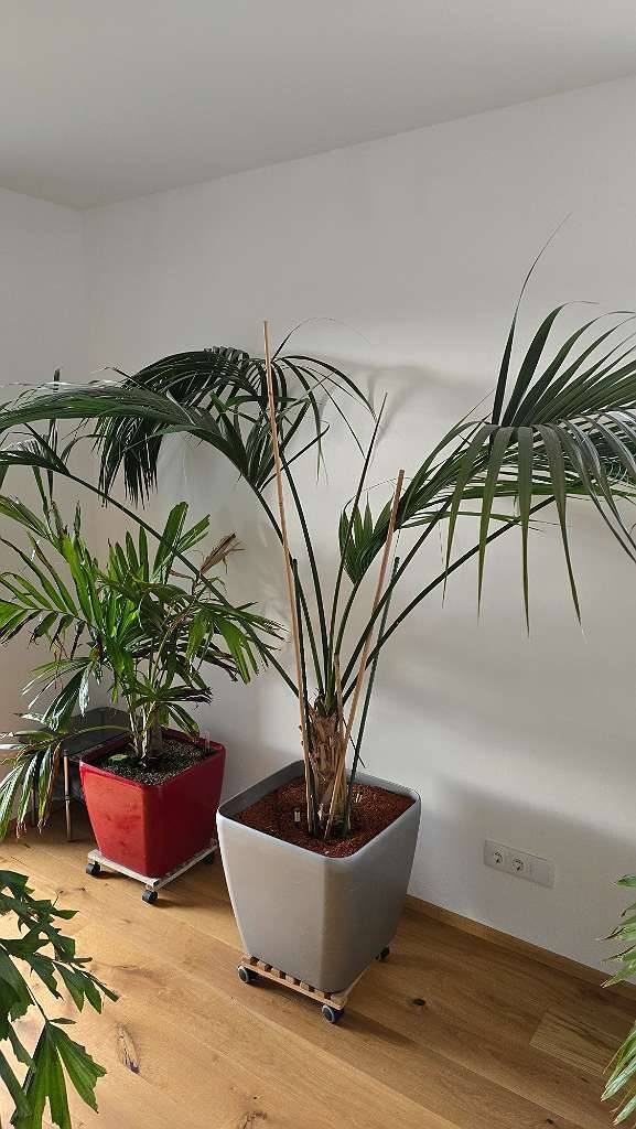 Kentia Palme - Howea forsteriana Zimmerpalme im Lechuza Topf  Bewsserungssystem,  20,- (2261 Angern an der March) - willhaben