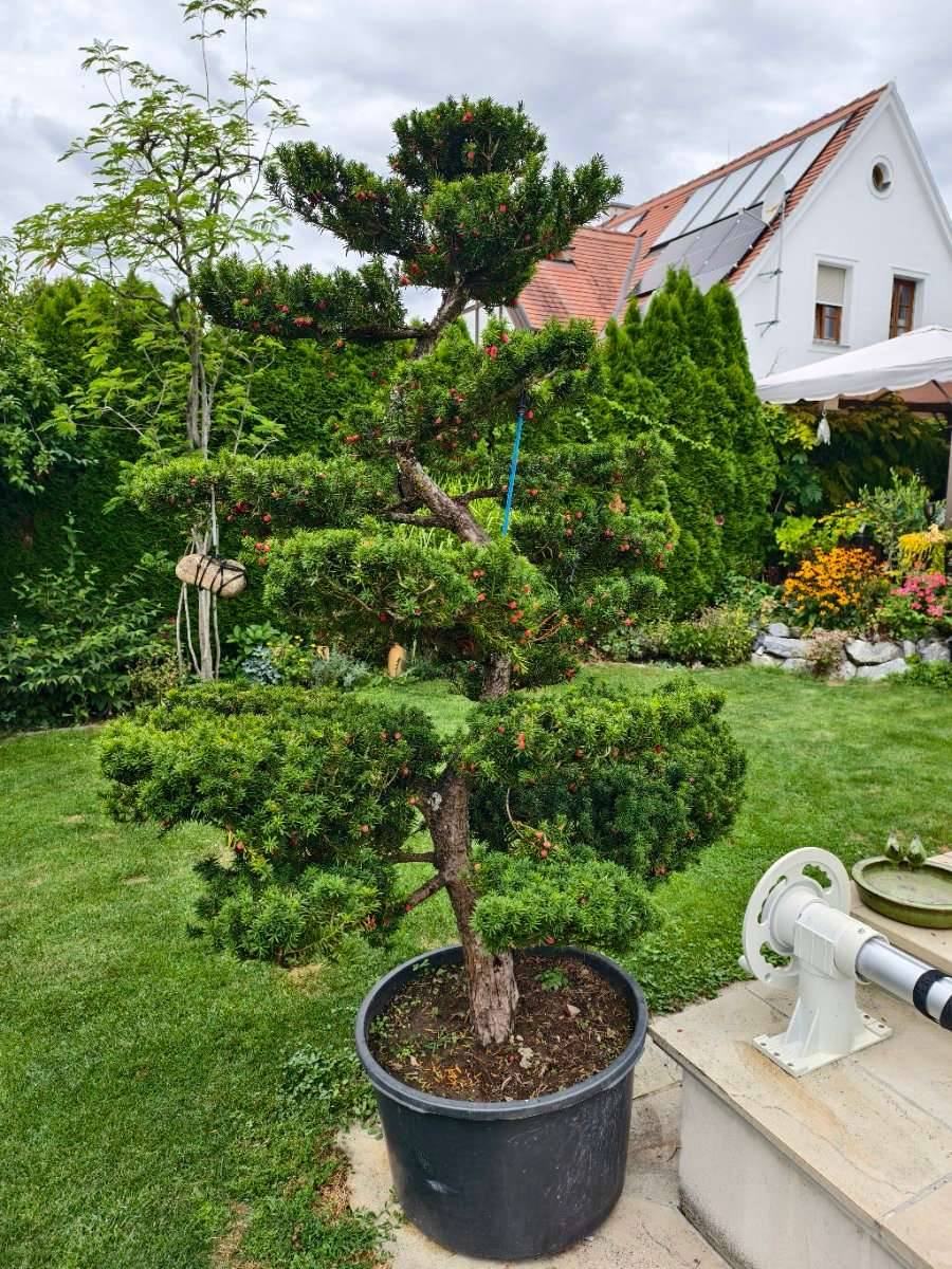 Eibe Bonsai Gartenbonsai,  2.400,- (3552 Lengenfeld) - willhaben