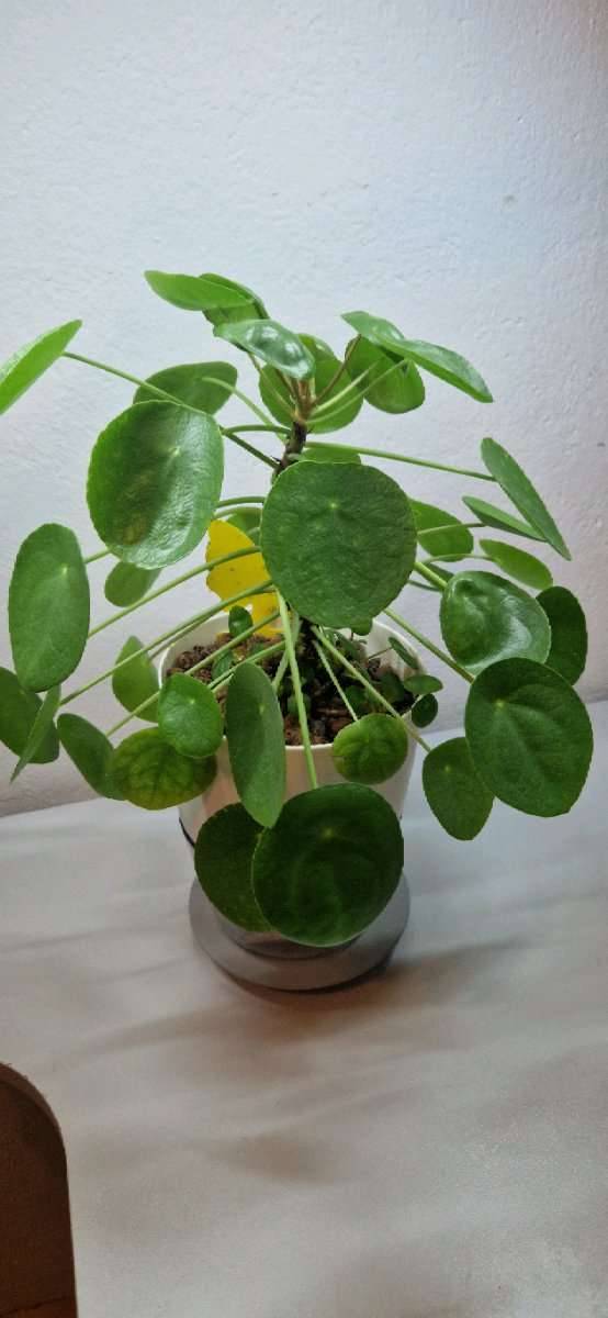 Pilea/ Ufopflanze/ Chinesischer Geldbaum (tlw. inklusive Bewsserungstopf)  - Gro,  17,- (8010 Jakomini) - willhaben