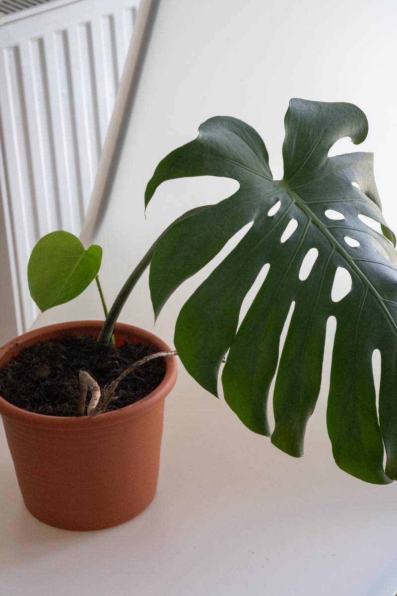 philodendron paraiso verde variegated Philodendron Florida Beauty x Paraiso Verde Variegated main image 0