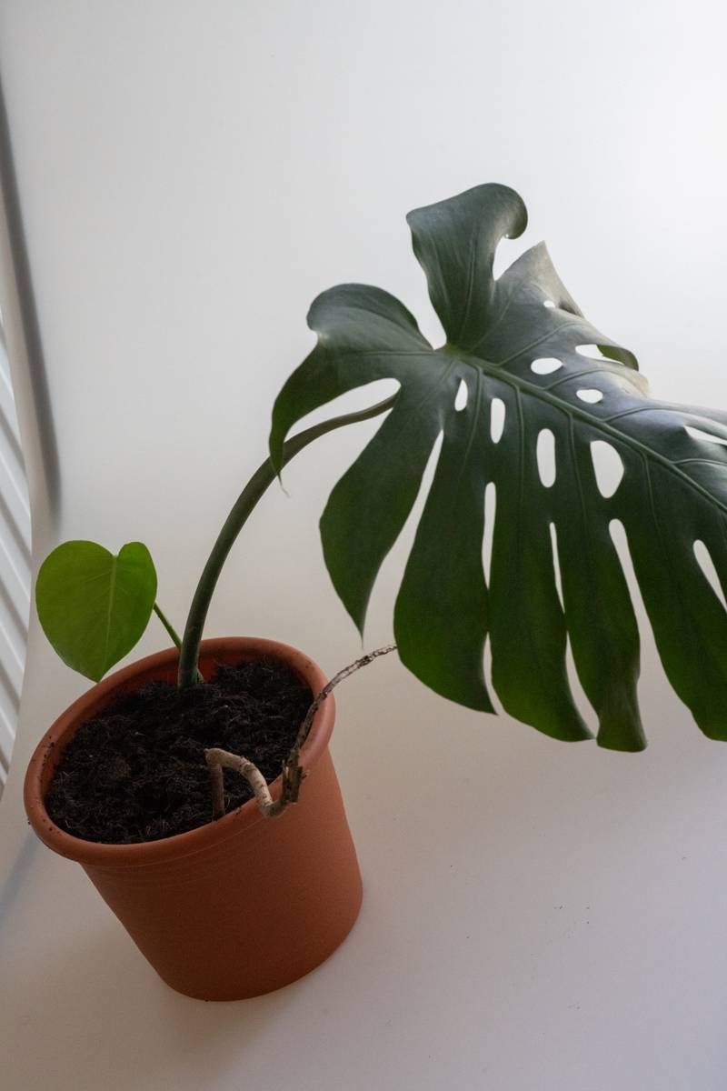 philodendron mamei pflege Philodendron Mamei – Foliage Dreams main image 1