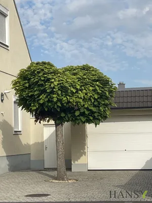 5-Zimmer-Immobilie kaufen in Baden – 200 m², € 845.000 – Bild 38 von 43