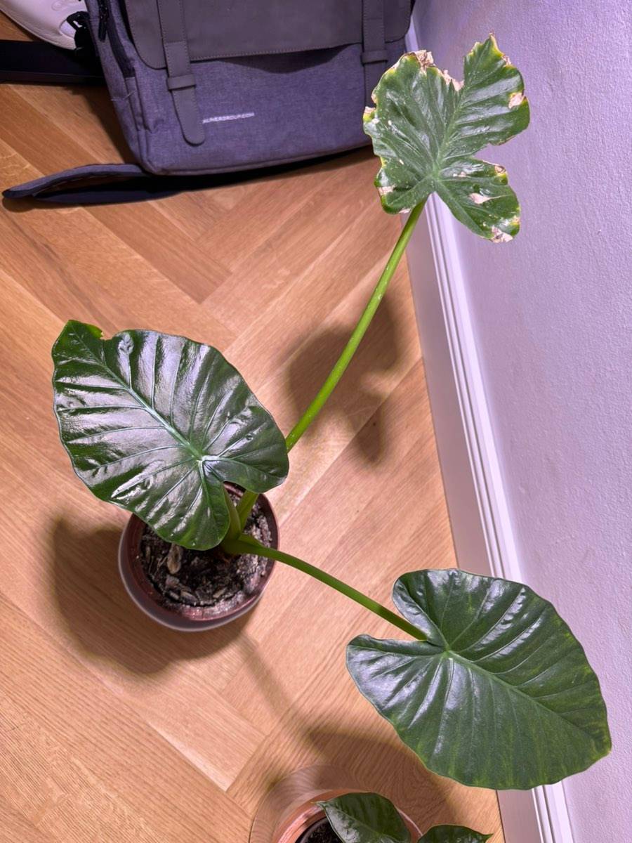 Alocasia Odora | Riesen Elefantenohr,  4,- (4030 Linz) - willhaben