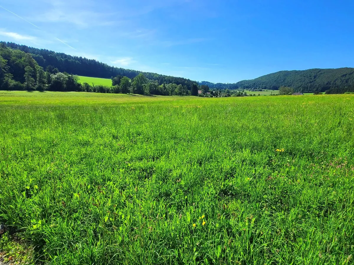 Sonnenlage am Waldrand, Schöcklblick, aufgeschlossen & frei von Servituten - Ansicht 3