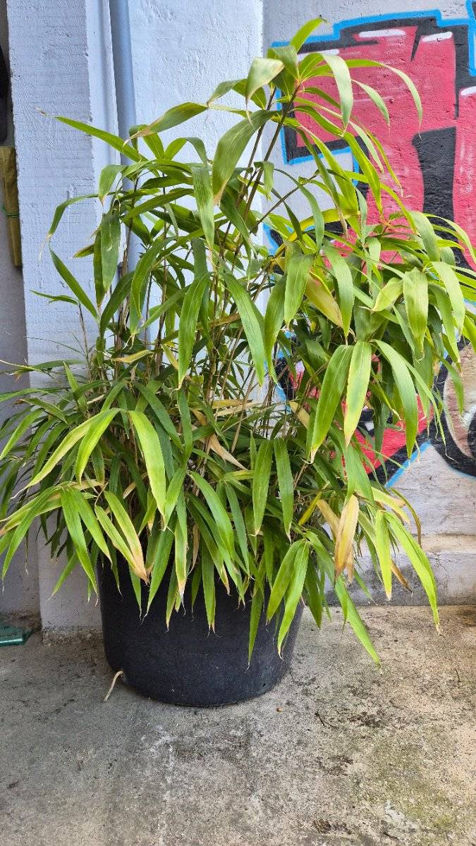 jade bambus Fargesia jiuzhaigou 1 kaufen - Jade Bambus Roter Bambus