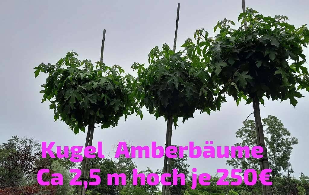 plantsome monstera Thai Constellation Monstera Deliciosa | 4" Pot | Variegated Swiss Cheese Plant