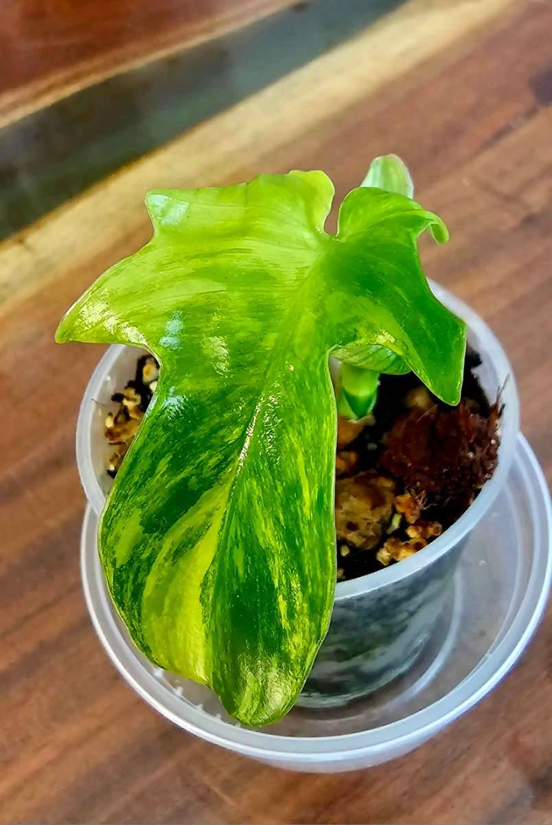 Philodendron PEDATUM Variegata,  45,- (2604 Theresienfeld) - willhaben