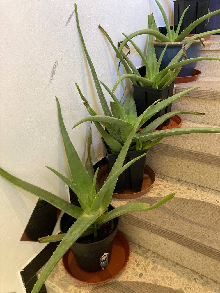 Aloe Vera Pflanzen / zu verschenken oder Tausch,  1,- (5020 Salzburg) -  willhaben
