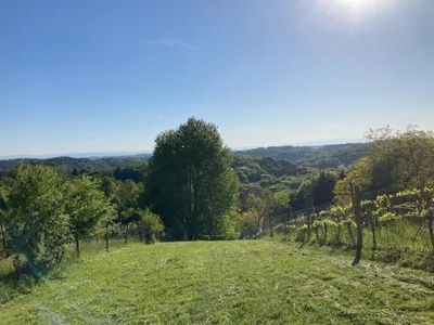 Grundstück kaufen in Südoststeiermark – 1 022 m², € 8.000 – Bild 3 von 19