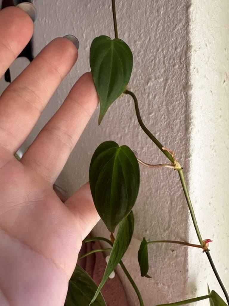 Philodendron micans Ableger,  2,- (1210 Wien) - willhaben