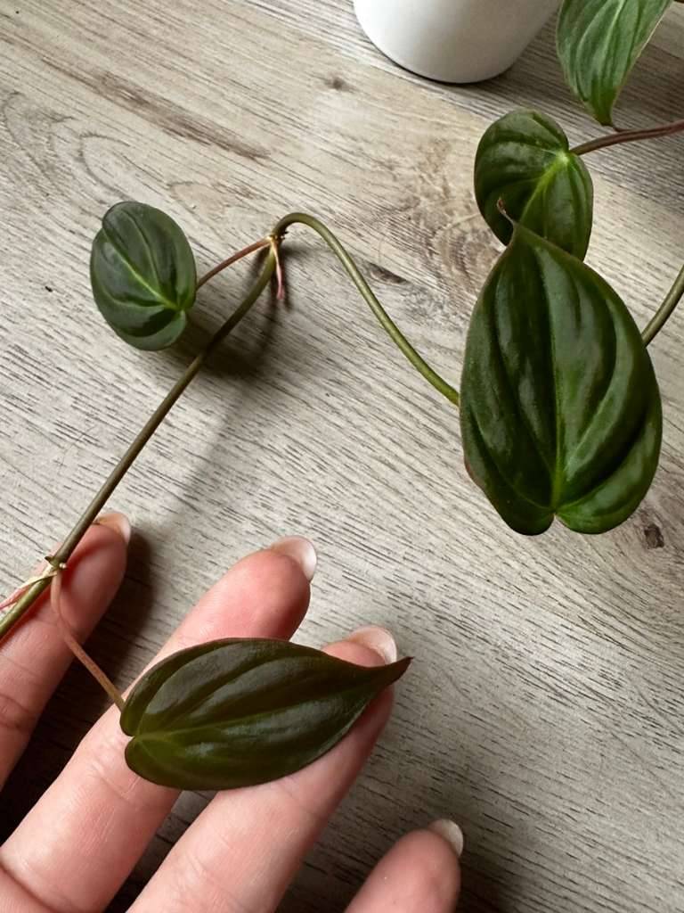 Philodendron micans Ableger,  2,- (1210 Wien) - willhaben