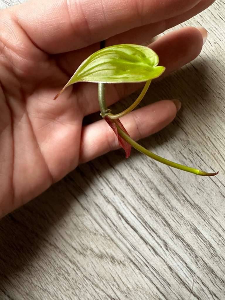 Philodendron micans Ableger,  2,- (1210 Wien) - willhaben