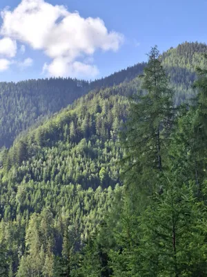 Immobilie kaufen in Bruck-Mürzzuschlag – 189 986 m² – Bild 4 von 5