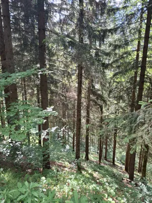 Immobilie kaufen in Bruck-Mürzzuschlag – 189 986 m² – Bild 5 von 5
