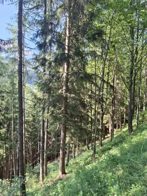 Immobilie kaufen in Bruck-Mürzzuschlag – 189 986 m² – Bild 2 von 5
