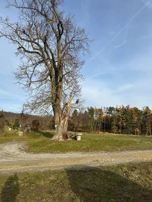 Grundstück mieten in Waidhofen an der Thaya – 1 500 m², € 700 – Bild 1 von 6