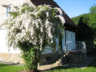 5-Zimmer-Haus mieten in Sankt Pölten Land – 117 m², € 1.500 – Bild 3 von 9