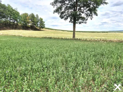 Immobilie mieten in Sankt Pölten Land – 9 472 m², € 1.250 – Bild 3 von 7