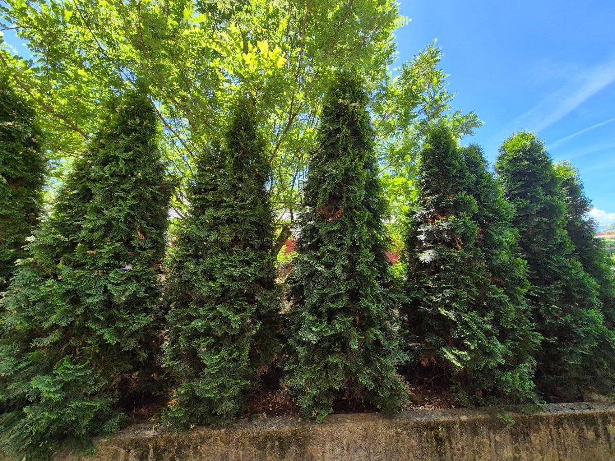 thuja lm vi Arborvitae