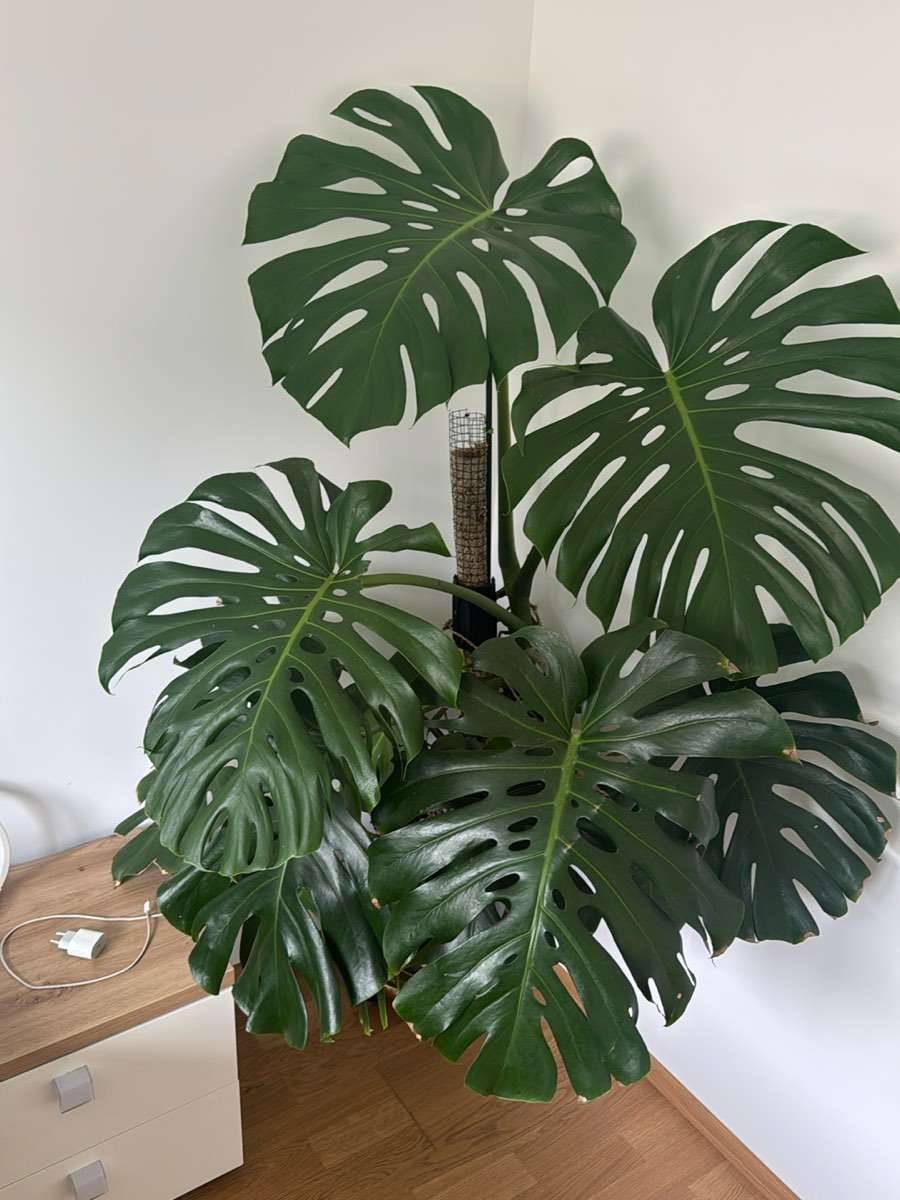 Monstera Deliciosa - Hydrokultur,  90,- (8700 Leoben) - willhaben