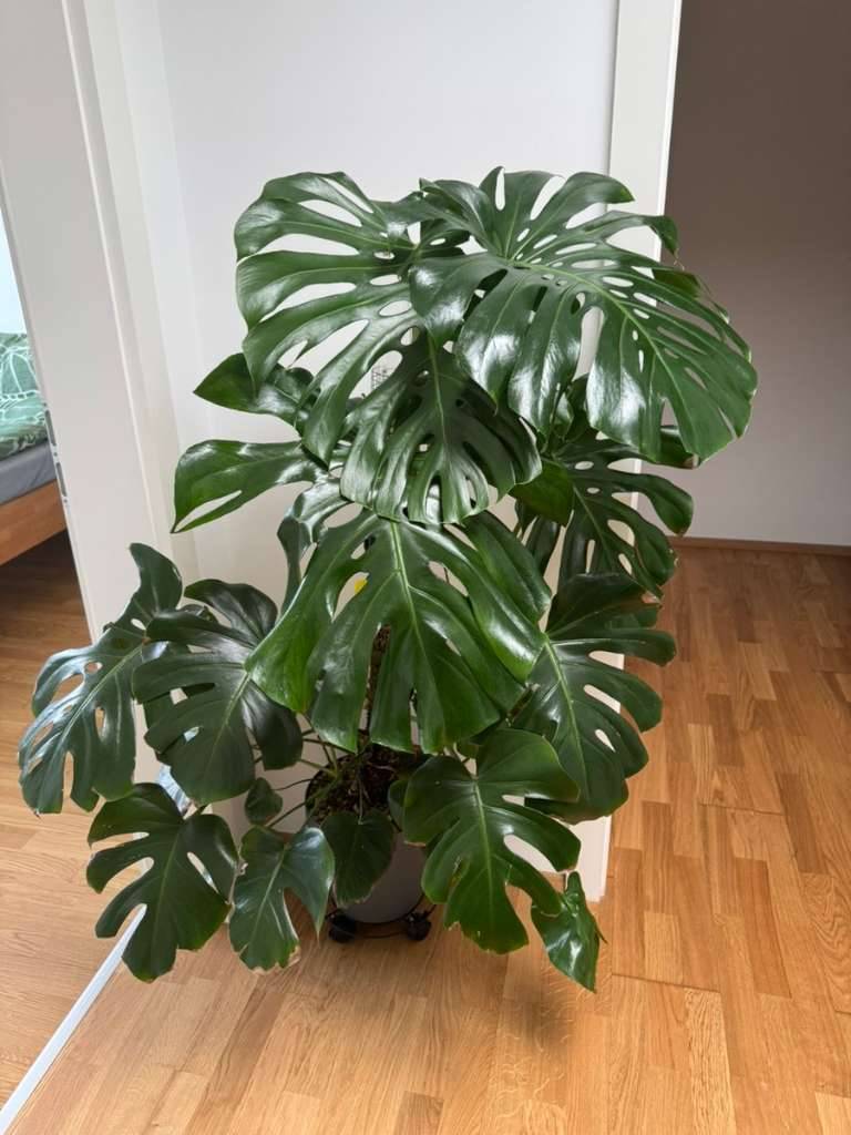 Monstera Deliciosa - Hydrokultur,  90,- (8700 Leoben) - willhaben