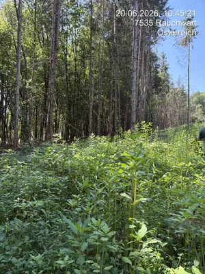 Grundstück kaufen in Güssing – 3 443 m², € 6.650 – Bild 5 von 5