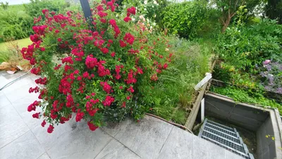 8-Zimmer-Gewerbeimmobilie mieten in Gmunden – 120 m², € 1.800 – Bild 7 von 21