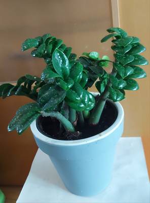 kaktus crassula Crassula Ovata Plant Plug (Crassula ovata)  Easy-Care Succulent with Jade  Green Leaves for Indoors or Containers