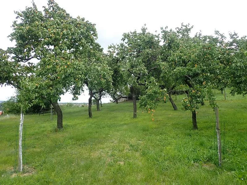 Ein Marillengarten bzw. Freizeitgrundstück in Krems mit einzigartiger Wachaulage und Donaublick. – pohled 3