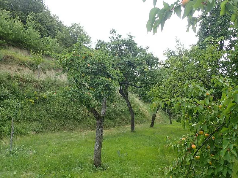 Ein Marillengarten bzw. Freizeitgrundstück in Krems mit einzigartiger Wachaulage und Donaublick. – pohled 2