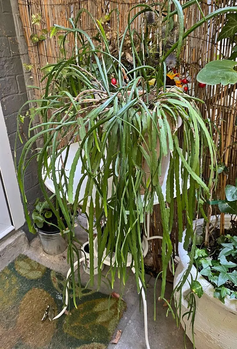 Rhipsalis paradoxa Hängekaktus inkl. Tontopf, € 10,- (1190 Wien)
