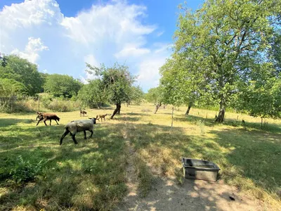 Grundstück kaufen in Baden – 3 635 m², € 798.000 – Bild 4 von 5