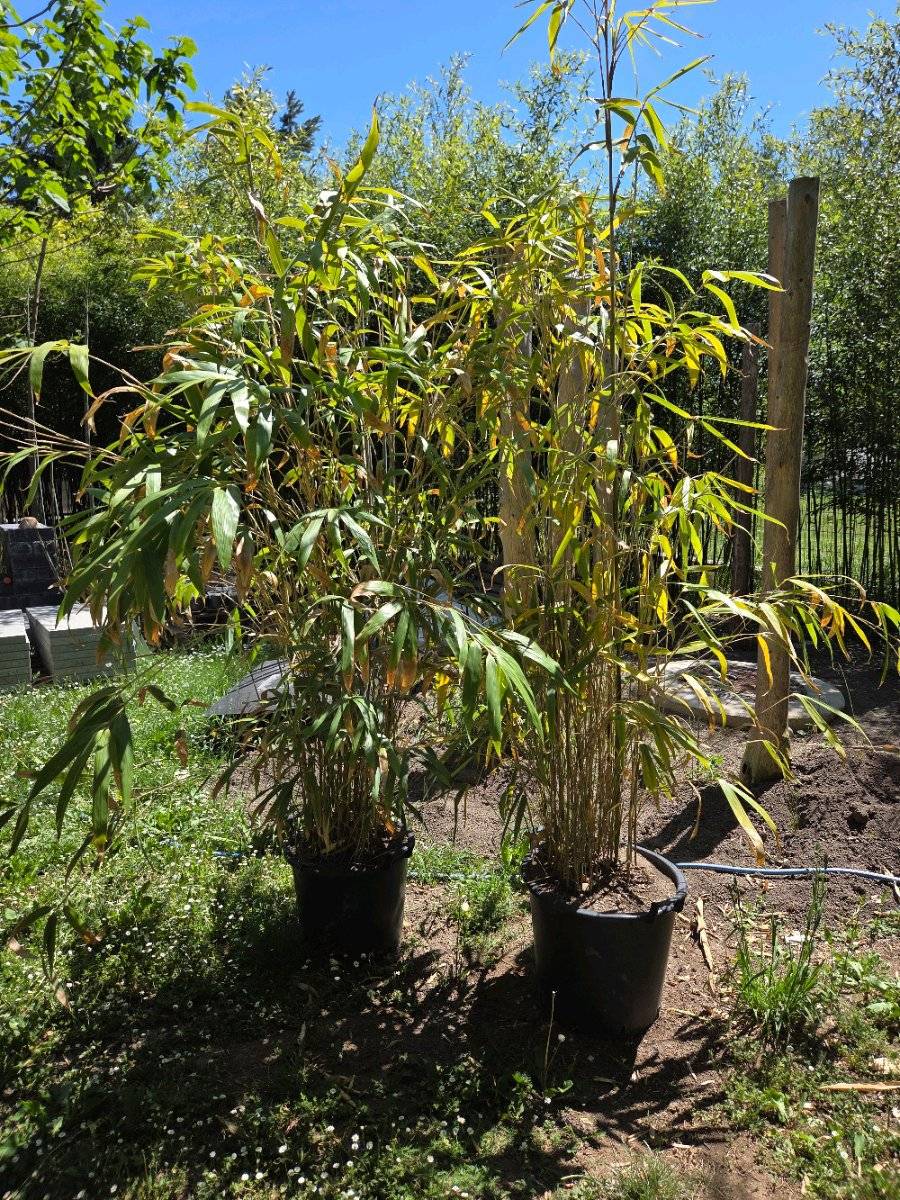 Bambus pseudosasa japonica metaka,  120,- (7025 Pttelsdorf) - willhaben