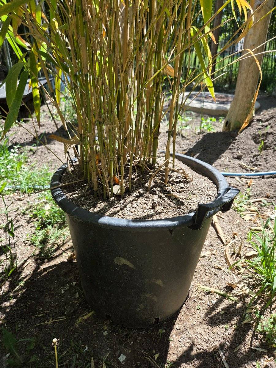 Bambus pseudosasa japonica metaka,  120,- (7025 Pttelsdorf) - willhaben
