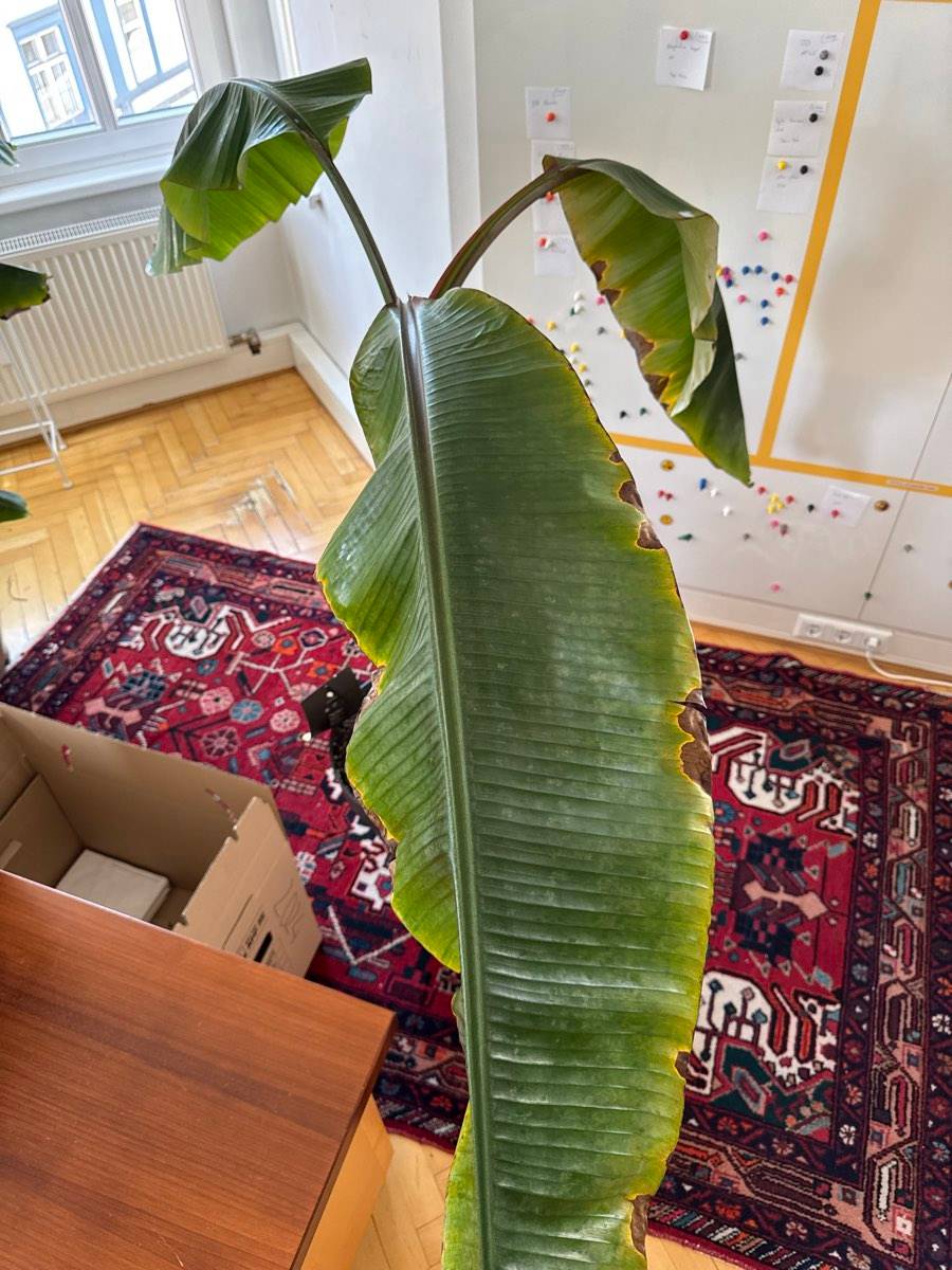 Groe Bananenpflanze / Musa,  50,- (6020 Innsbruck) - willhaben