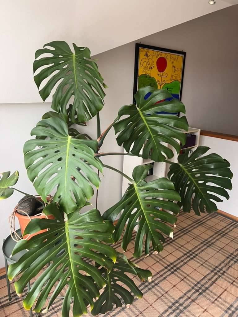 monstera leaf skeleton Monstera Esqueleto – TEG main image 1