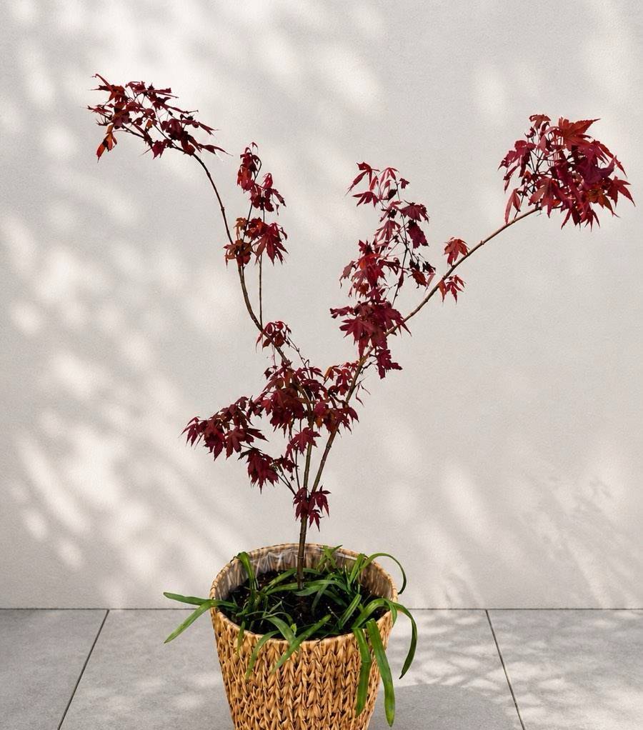Japanischer Ahorn,  40,- (1220 Wien) - willhaben