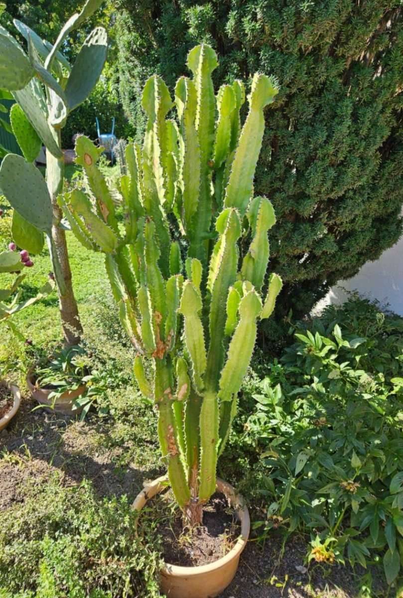 Wolfsmilch "Kaktus" Euphorbia trigona,  0,- (2522 Oberwaltersdorf) -  willhaben